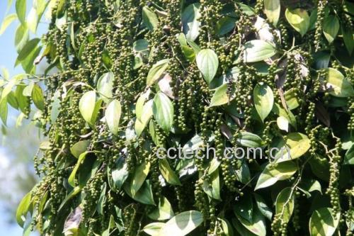 黑胡椒植株与果实特写