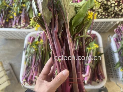 红菜苔特写镜头