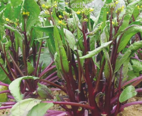 红菜苔植株特写
