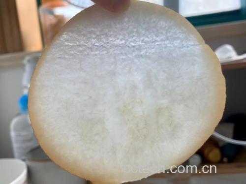 秋月梨切面显微结构示意图