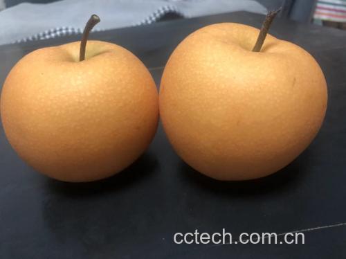 秋月梨整果特写