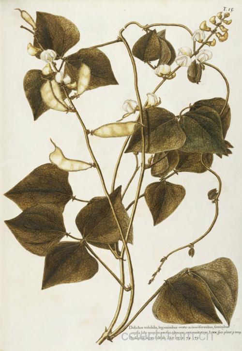 豆科植物结构示意图