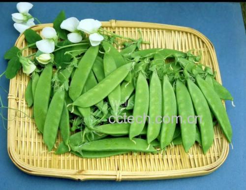 荷兰豆的八大功效