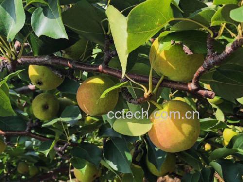 南果梨不同成熟阶段对比图