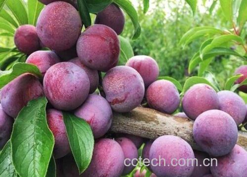 李子果实与种仁剖面图