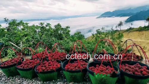 东魁杨梅采摘场景