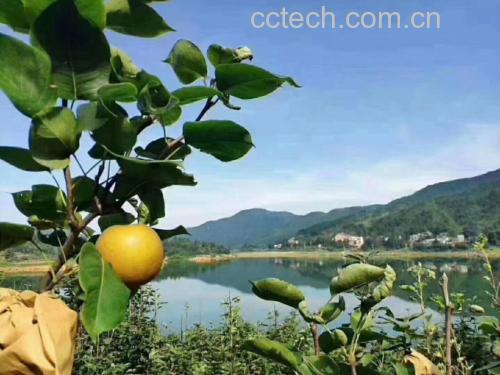 果园中挂果的水晶梨树