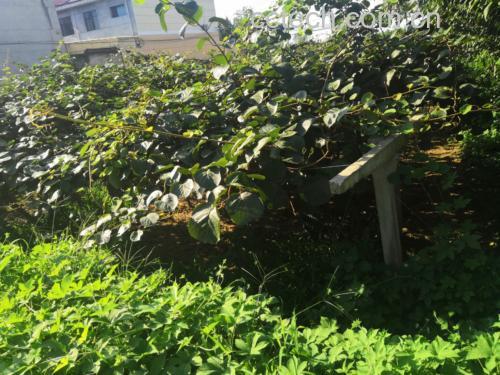 野生猕猴桃植株及其根部特写