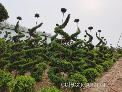 龙柏树整体外观特写