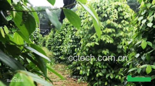 黑胡椒植株与未成熟果实特写