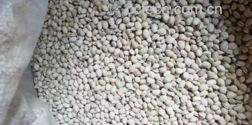 白扁豆与其他豆类对比图