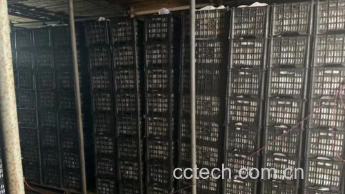 李子冷藏储存示意图