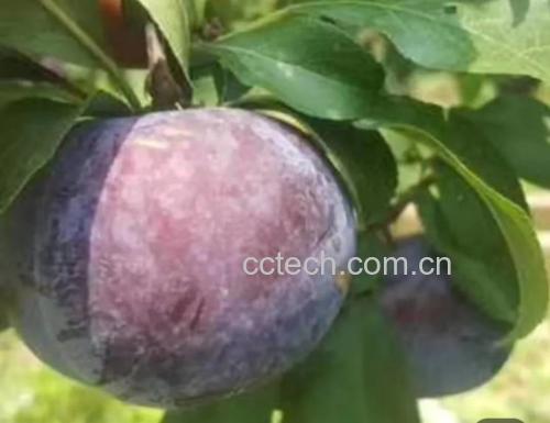 野樱桃李植株与果实特写
