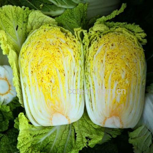 清洗后的新鲜大白菜叶片特写,展示晶莹水珠和饱满质地