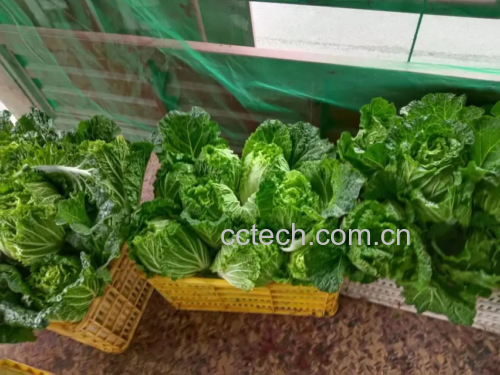 黄心乌白菜家常烹饪场景