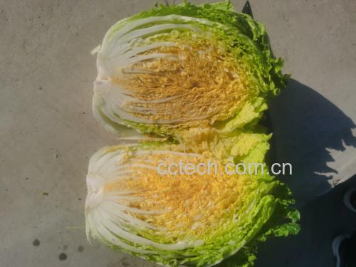 黄心乌白菜切开剖面图