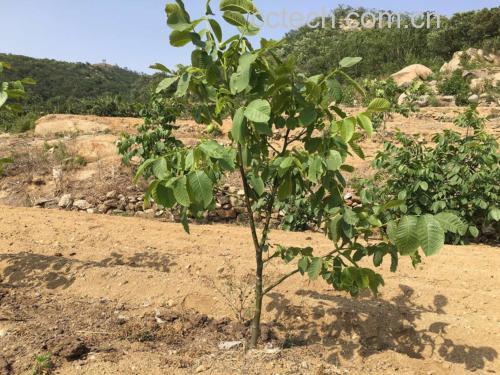 新疆核桃林航拍全景