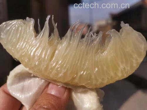 柚子果实特写