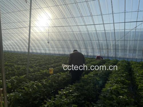 红颜草莓采摘场景图