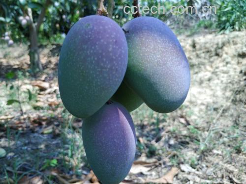 小台芒特写照片