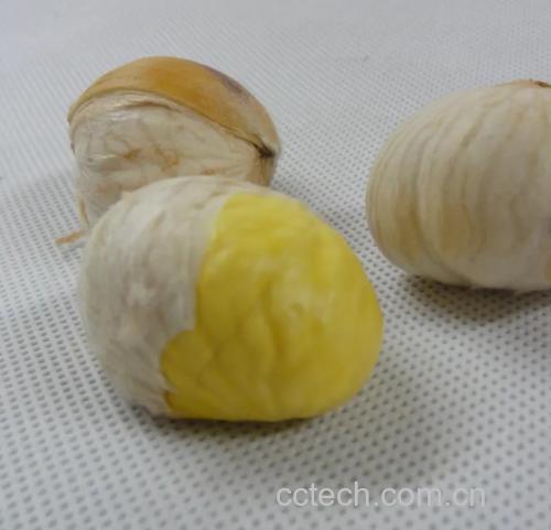 板栗清洗过程