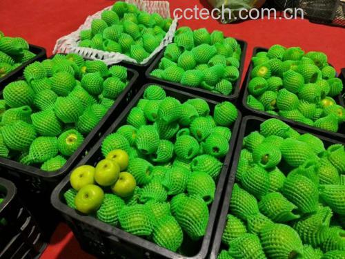 青枣不同品种对比图