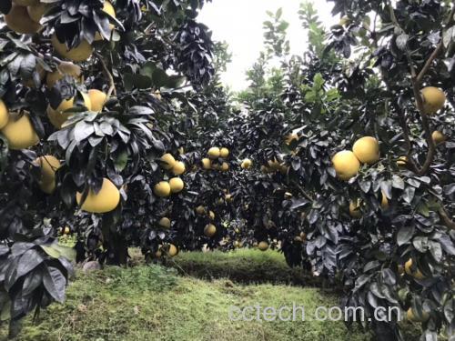 琯溪蜜柚果园实景
