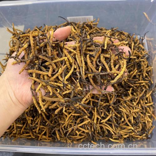 新鲜虫草特写