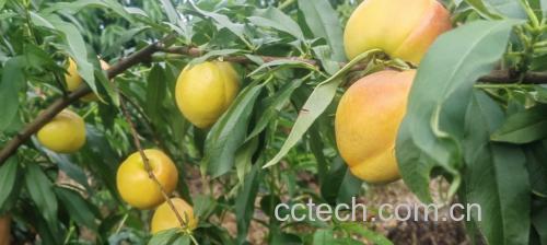 83黄桃树上挂满成熟果实