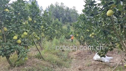 农民在福建漳州柚子园中采摘早熟蜜柚