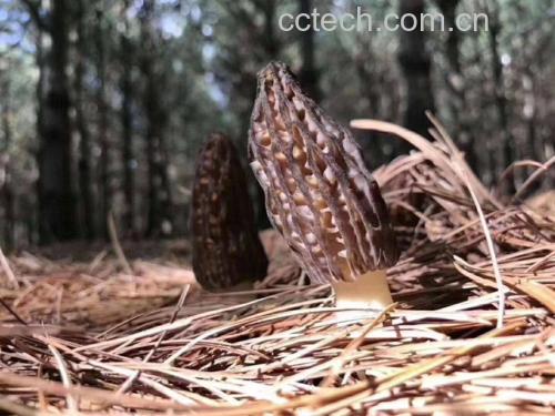 羊肚菌生长环境实景