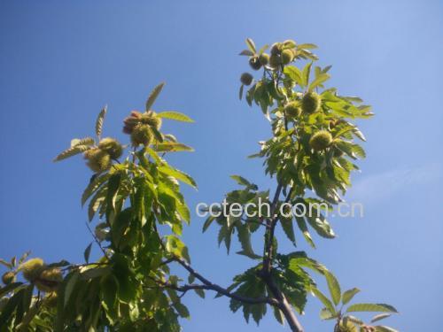 栗子生长环境