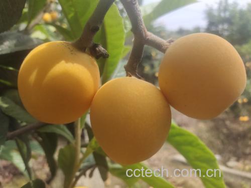 粗糠树果与枇杷果实对比图