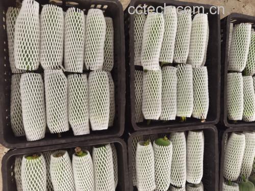 丝瓜冷藏保存示意图