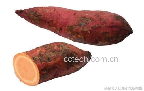 新鲜红薯与霉变红薯对比图