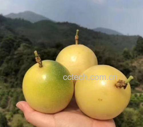 黄金百香果不同大小对比图
