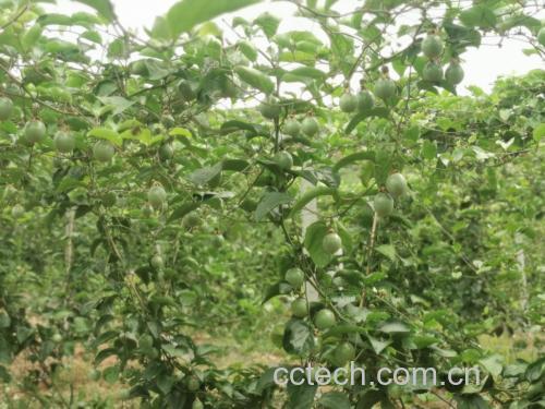 黄金百香果园实景图