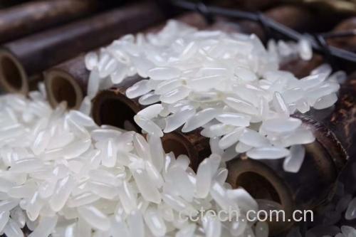 长粒香绿色大米特写