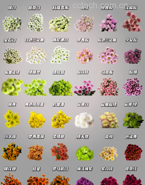 杭白菊与其他菊花对比图