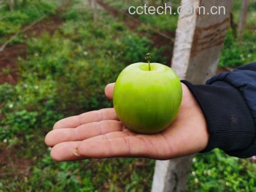 苹果青枣特写