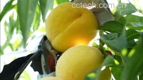 游客在果园中挑选成熟黄桃