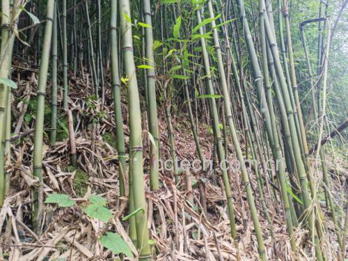 竹林中生长的野生竹灵芝特写