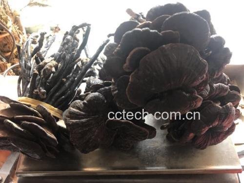实验室人员正在检测灵芝粉末中的多糖含量