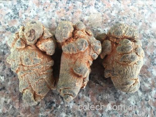 三七药材与提取物对比图