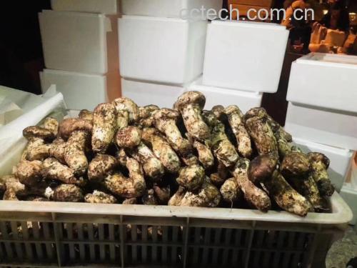 鸡枞与松茸保存方法示意图