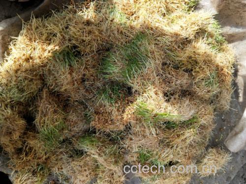 小麦胚芽加工流程示意图