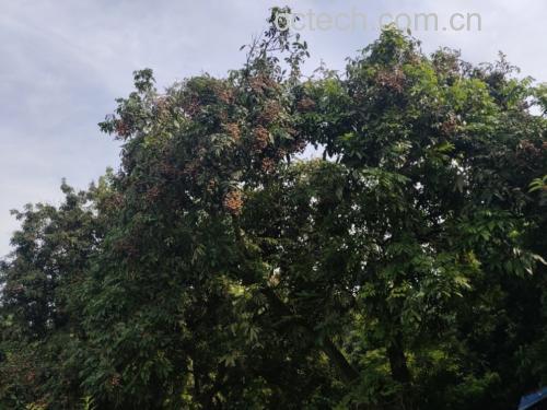 桂圆与荔枝的植物对比图