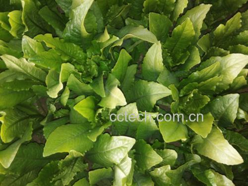 油麦菜与莴笋茎部营养对比图