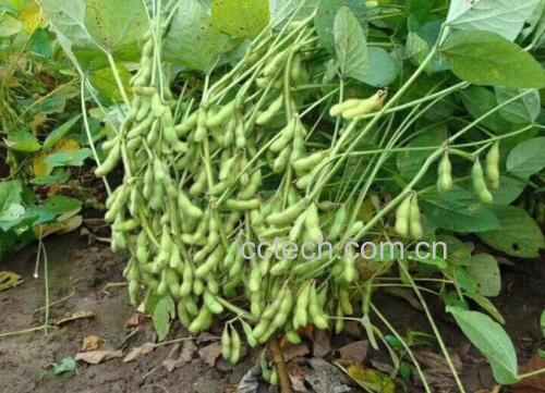 蒙豆39大豆实物图