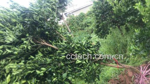 盆栽柑桔植株特写